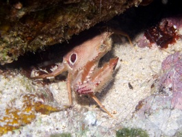 IMG 2966 Ocellate Swimming Crab